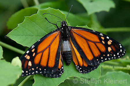 120 Monarch - Danaus plexxipus
